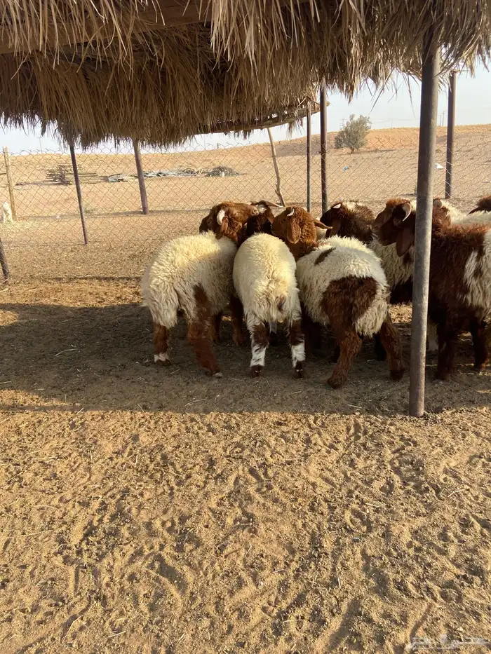 طليان نعيم 1
