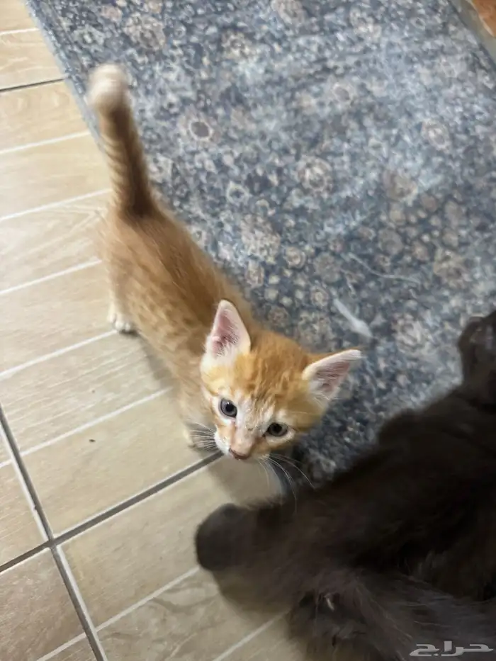 cats for adoption 1