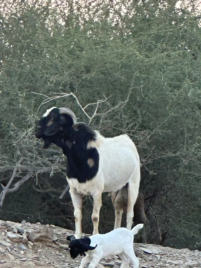 تيس فحل 2