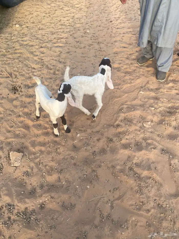عنز سوريه مقرعه 2