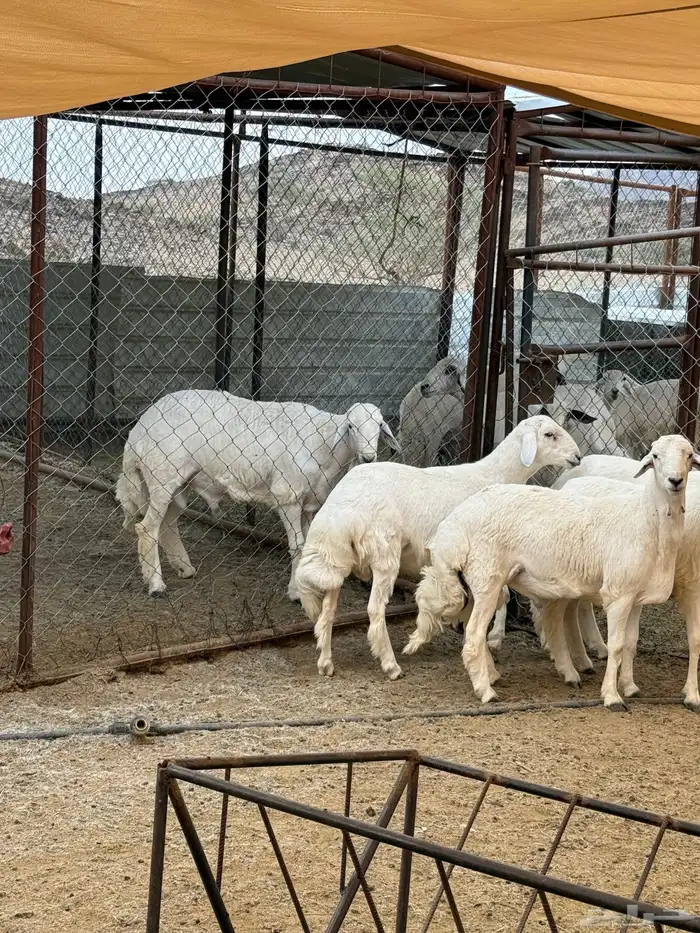 5خرفان كفو كفو جدا 0