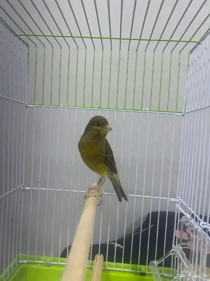 دكور كناري تغريد 7