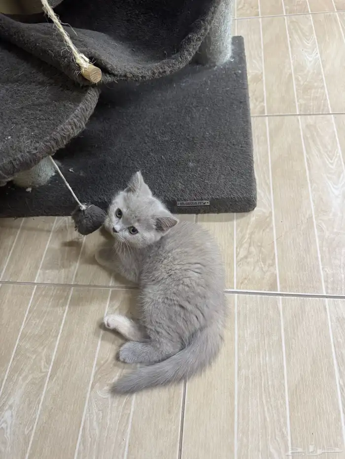 cats for adoption 2