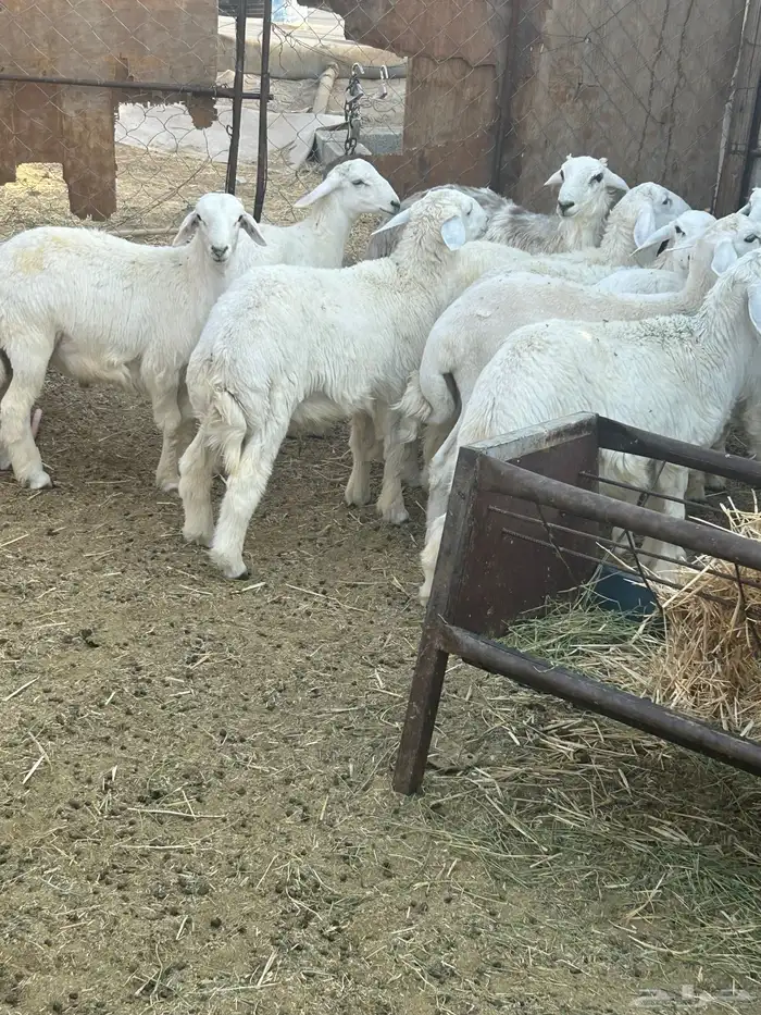 طليان حريه 1