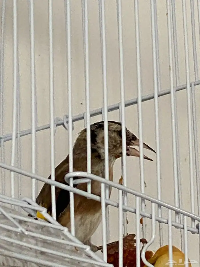 حسون فروخ تم البيع 1