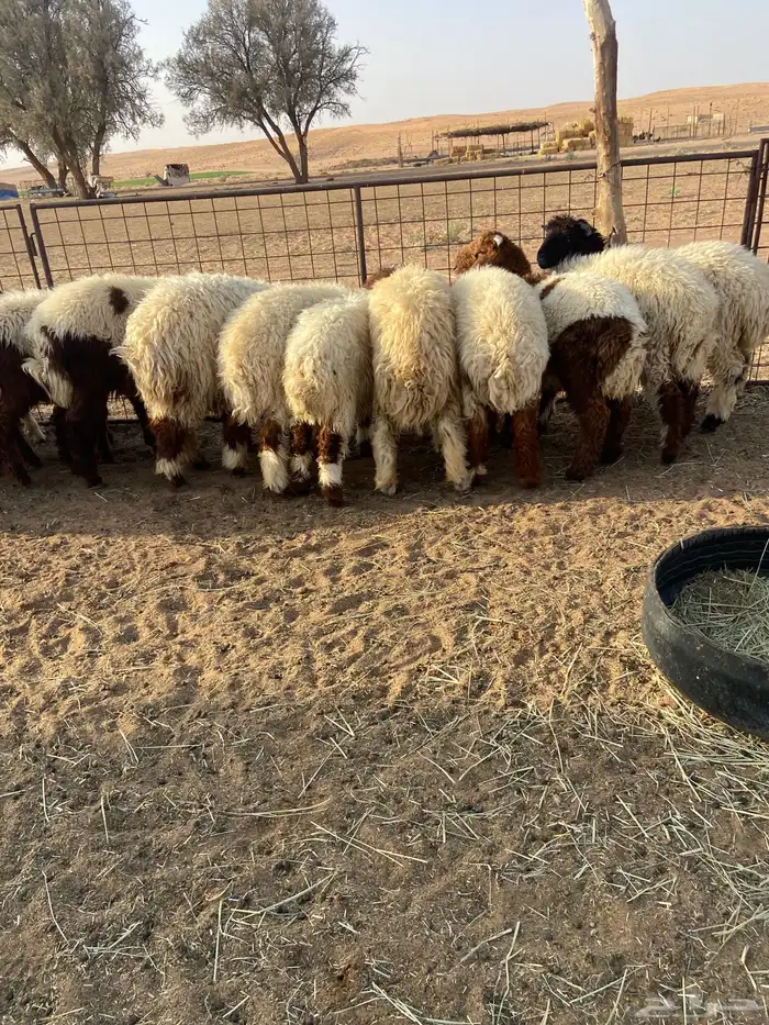 طليان نعيم 7