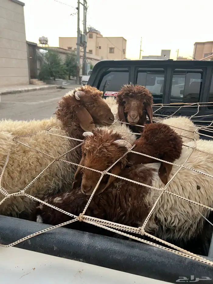 بهم نعيم بري 0