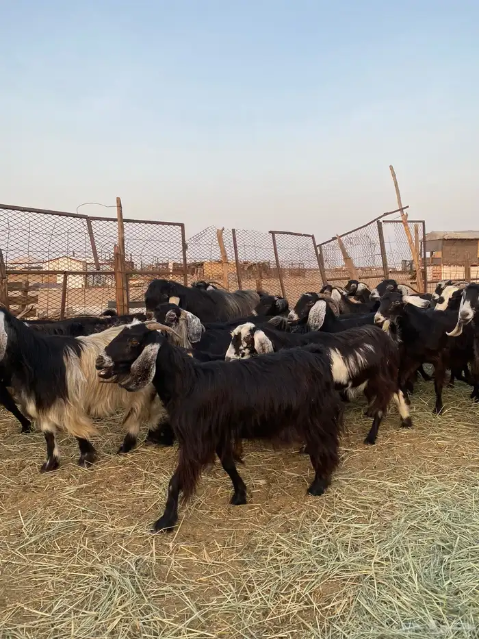للبيع معزا عوارض صنف الصنف بالفحل دفيع ومضاريع 4