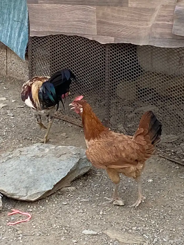 ديك ودجاجه بلدي 6