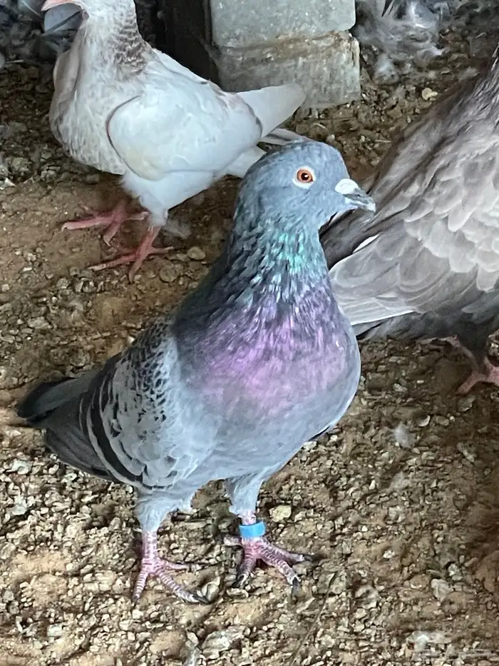 حمام مشكل زاجل وسلفر و هجين 0
