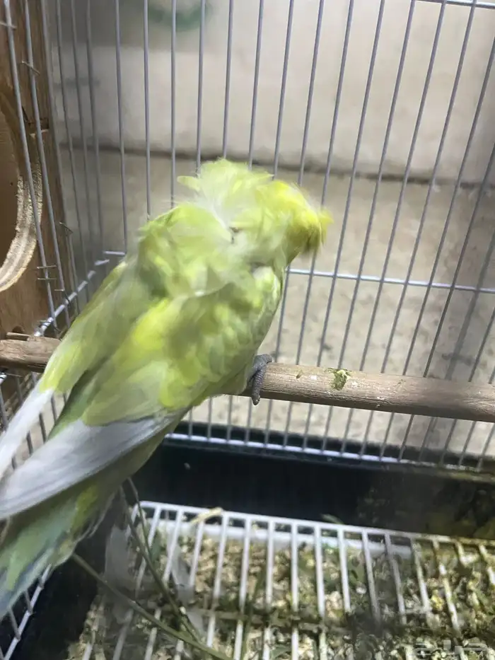 زوج هوقو منتج 4