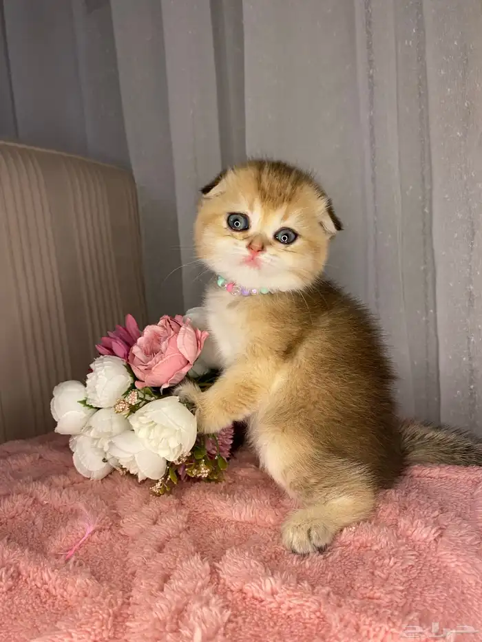 قطط إناث وذكور للبيع مسجلين الأباء 0