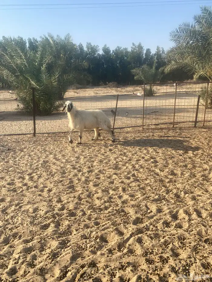 نعجه مكحله 0