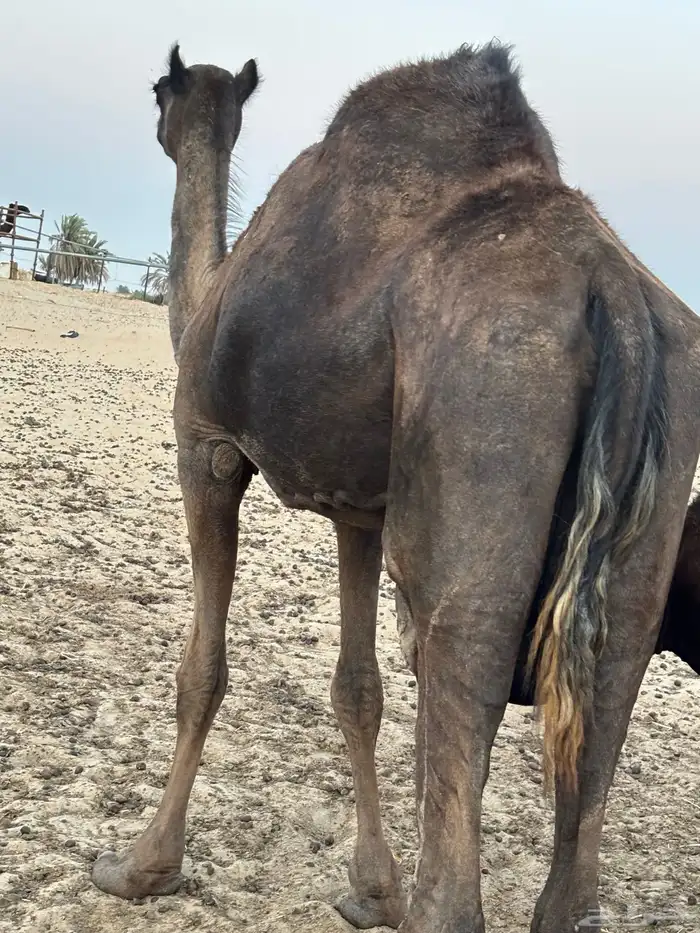 ناقة قصب 0
