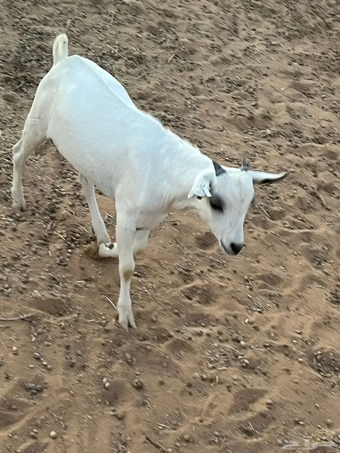 تيوس للبيع 2