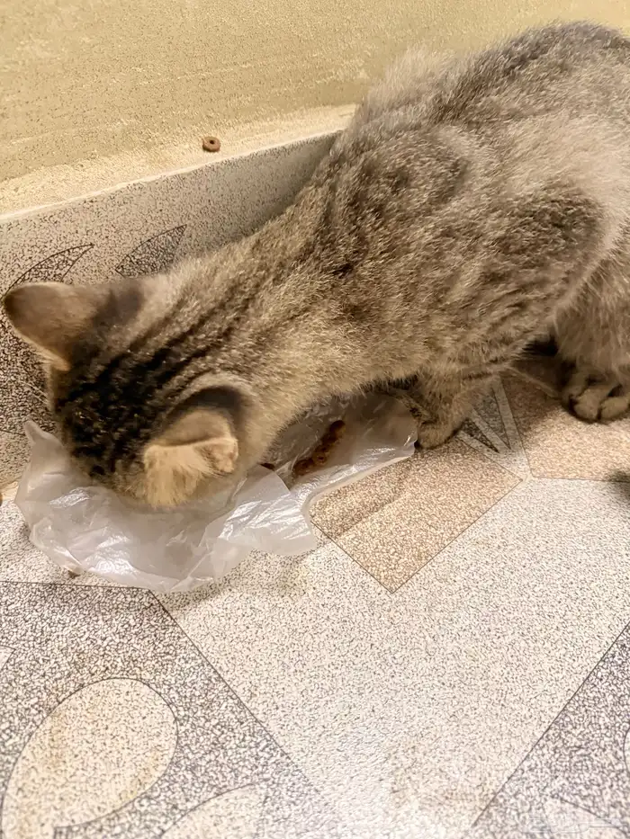 بسه بيت ضايعه بالحمدانيه 6