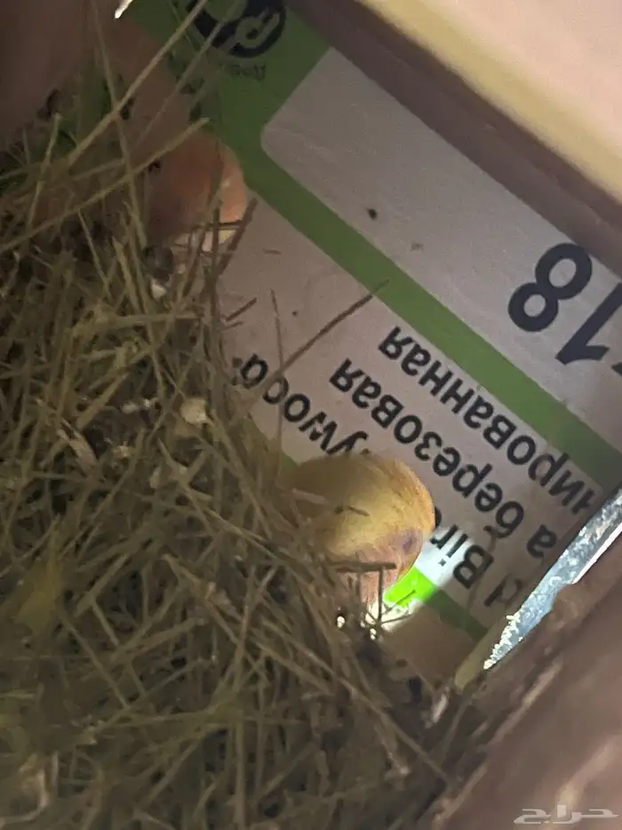 روز زوج منتج 6