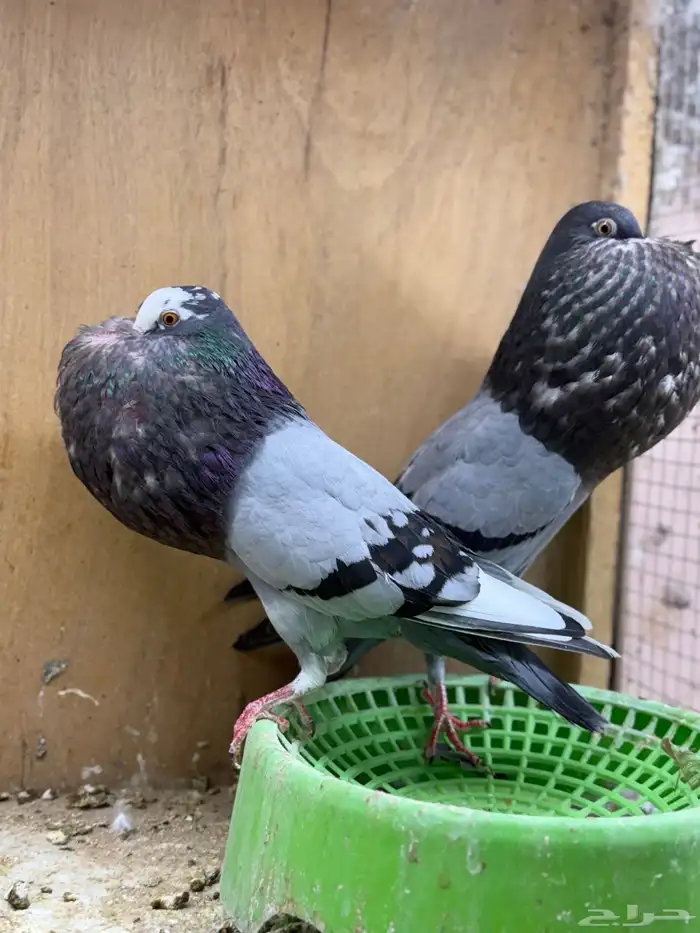 نفاخ سنب ستيجر 0