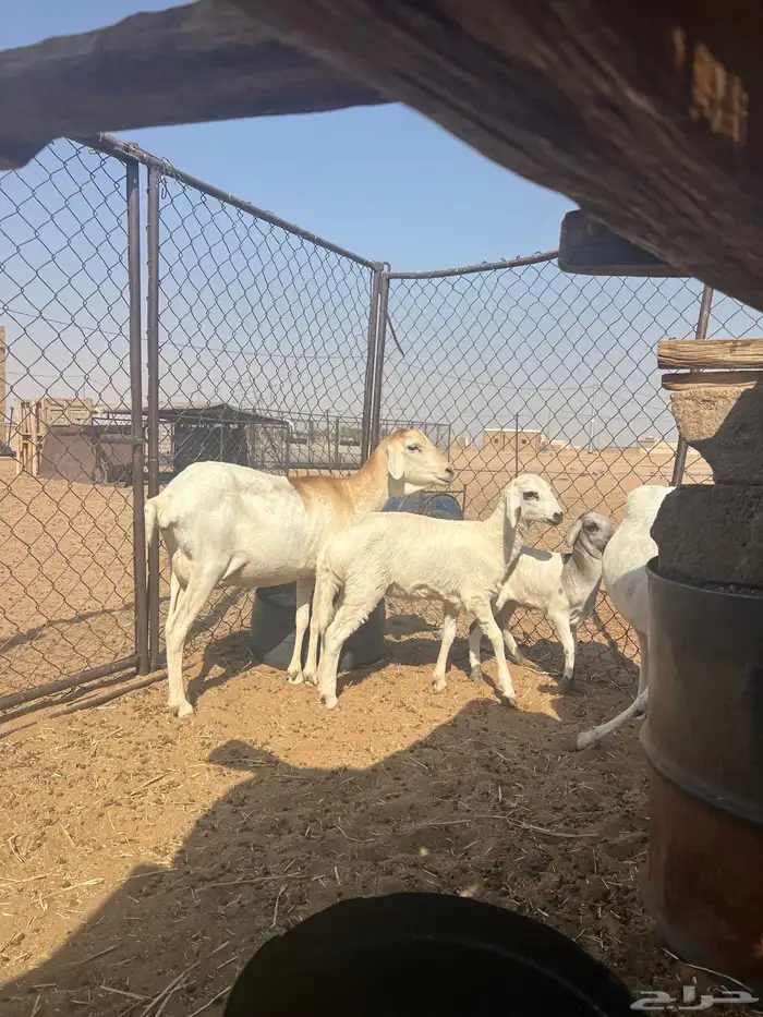 غنم خلفات 1