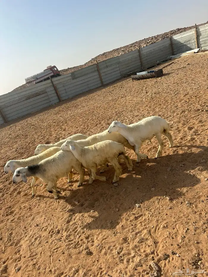 هرافى حري العدد 6(. 5خرفان  . 1رخل) 0