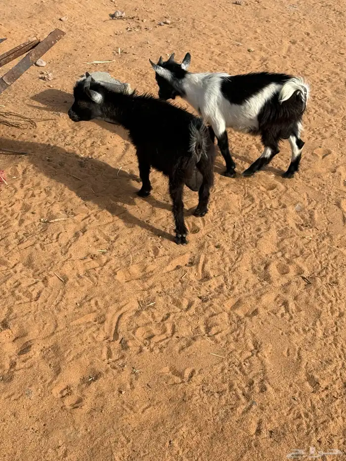 تيس قزم 1