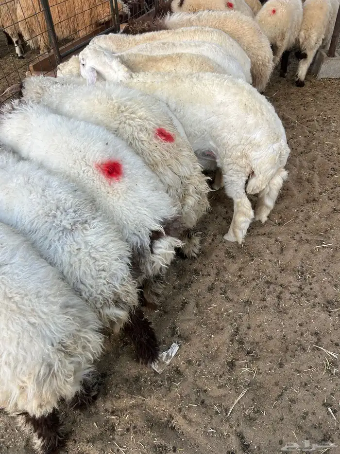 نعيم فاخر كفو مفاطيح ناهيه وهرافي وحريات ثلاجه 10