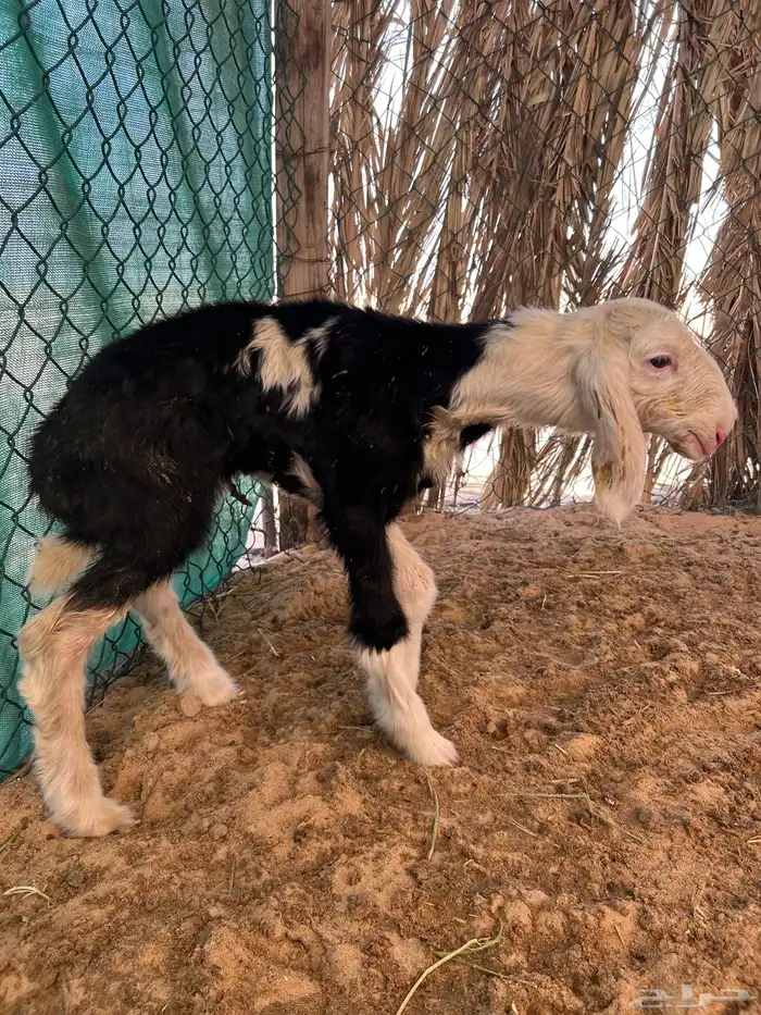 فحل صنف منتج نوادر 6