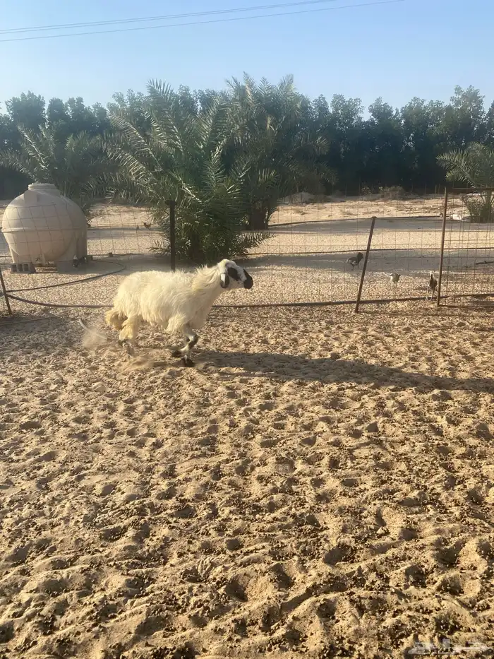 نعجه مكحله 4