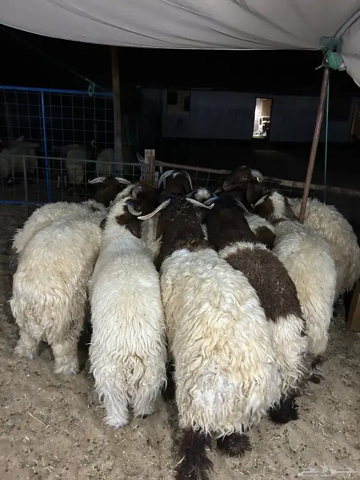 نعيم فاخر كفو مفاطيح ناهيه وهرافي وحريات ثلاجه 3