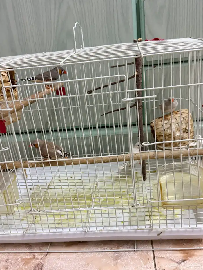 2 pairs with cage for sale 1