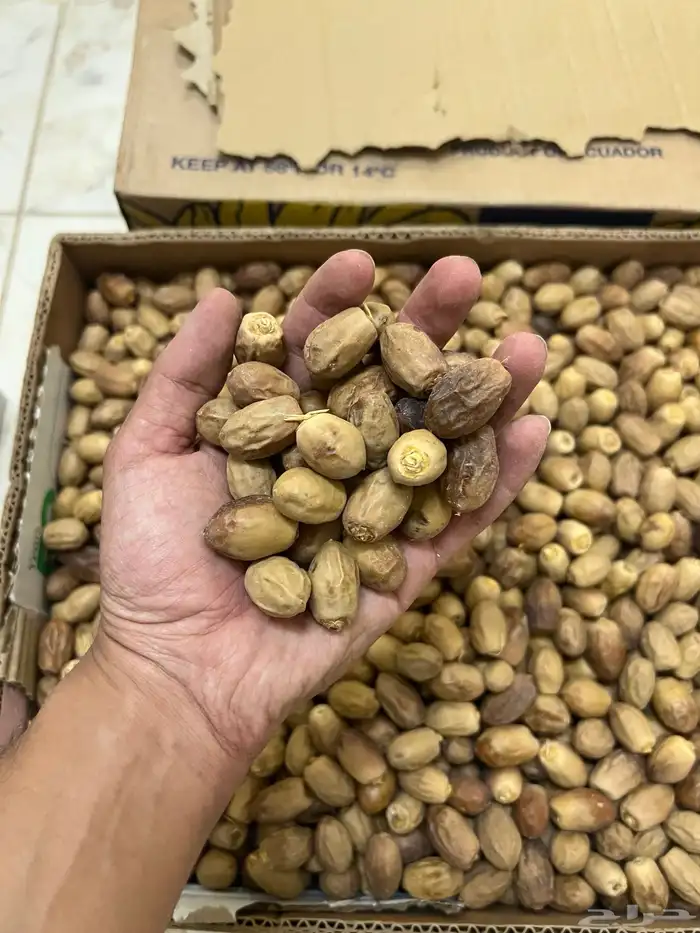 تمر قسب نظيف 0