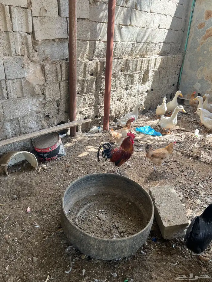 القصيم بريدة حي ضراس 1