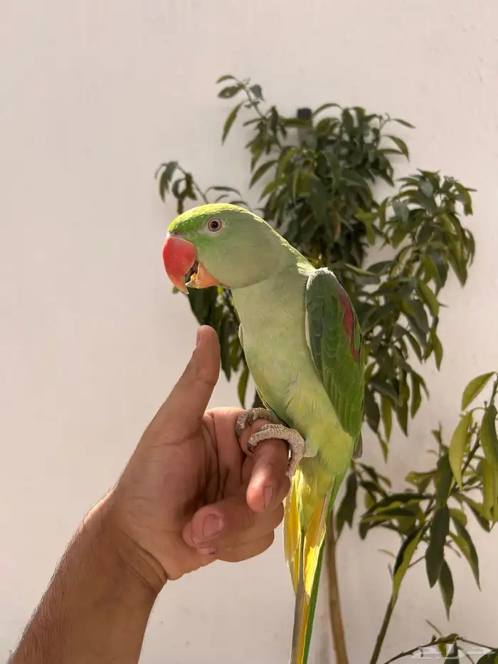 ذكر دره نيبالي اليف و متكلم 4