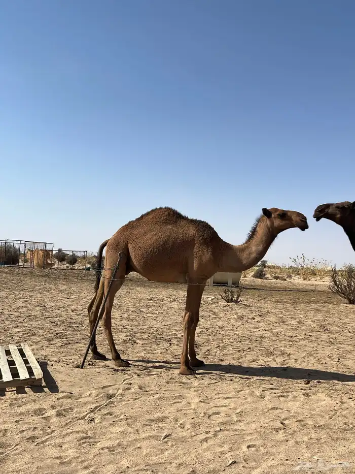 قعود سمين وطيب والتصوير هاذ قبل شهر الحين اسمن واطيب 0