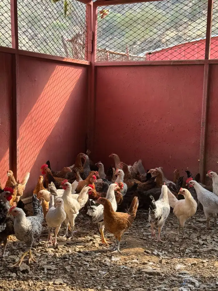 للبيع دجاج بلدي 3