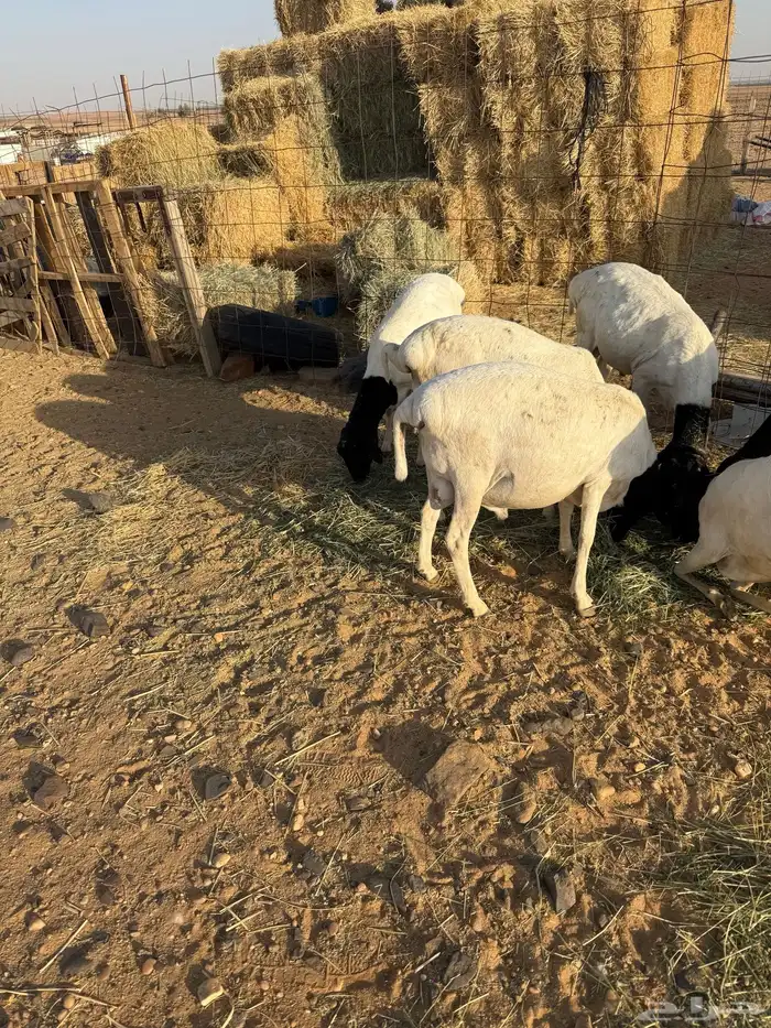 برابر سمان وطيبه تريبة اكثر من 4 شهور 0