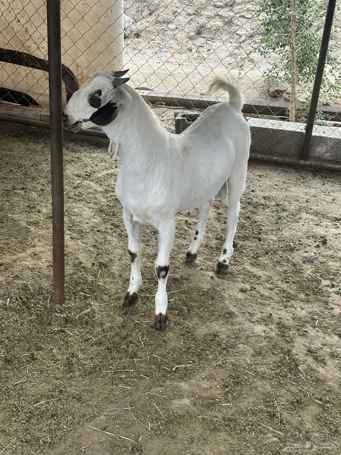 مشروع بيشي فاخر 0