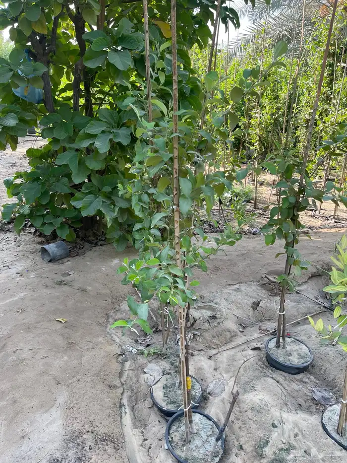 شتلات اشجار مثمرة Fruit Trees 3