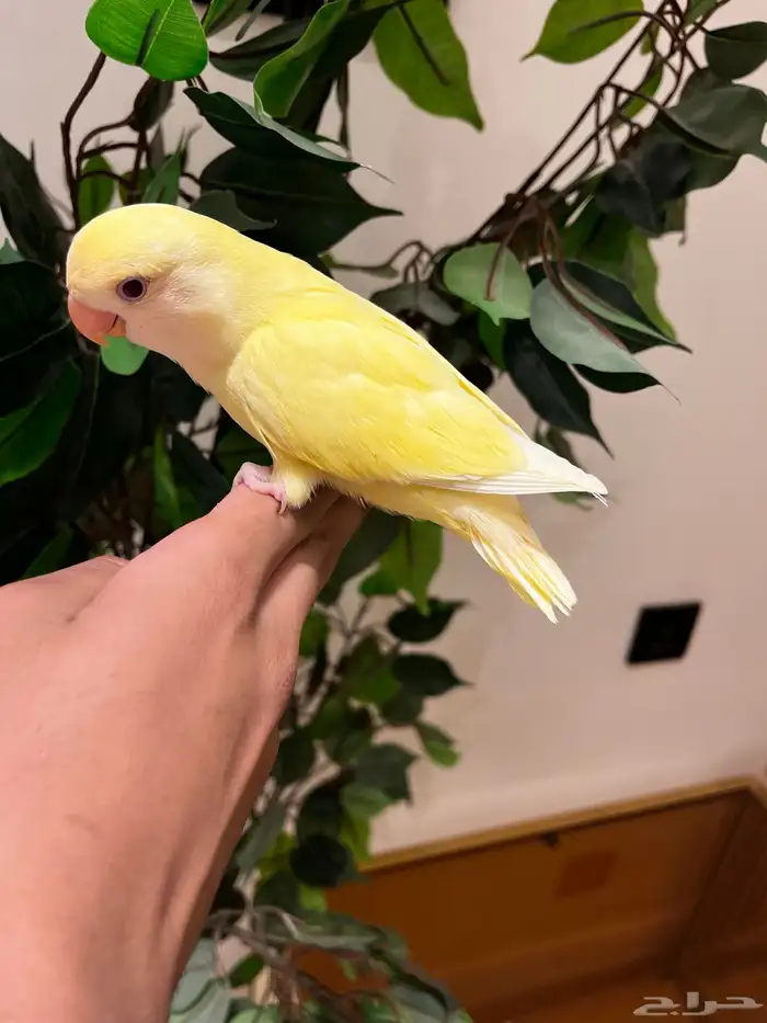 ببغاء الروز اليف وهدد داخلي وخارجي 4