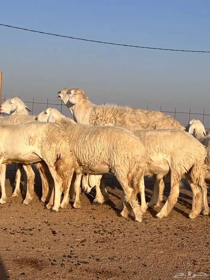 مراح حريات حرش اشباب مضاريع ودفيع 2
