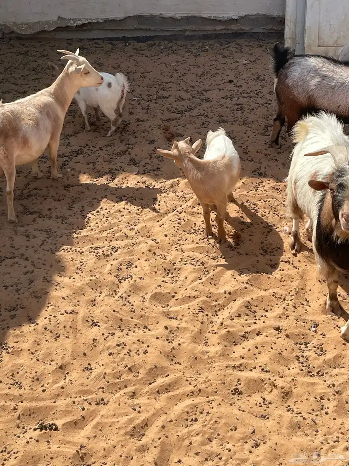 ماعز قزمي للبيع 5