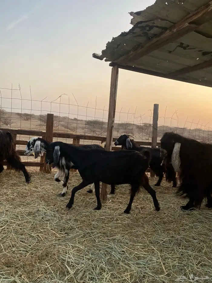 للبيع معزا عوارض صنف الصنف بالفحل دفيع ومضاريع 12