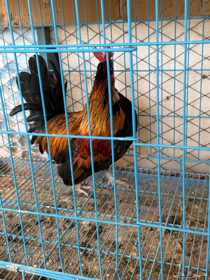 دجاج كويتي حباحب 1