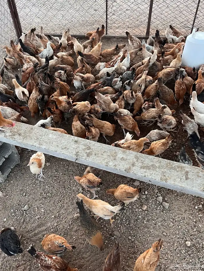 دجاج بلدي 7