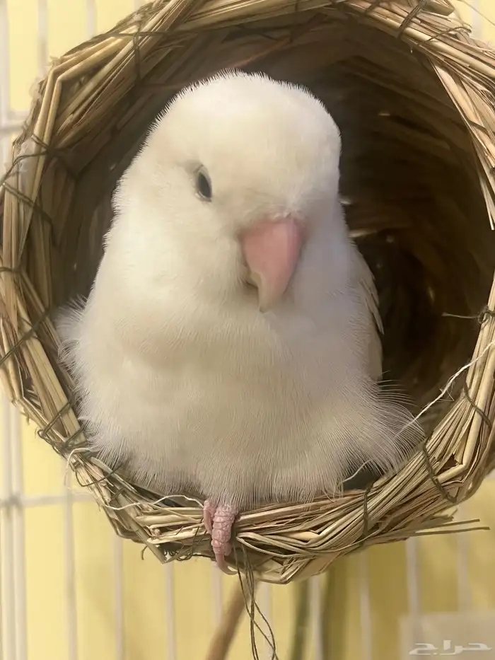 parrots for sale 14
