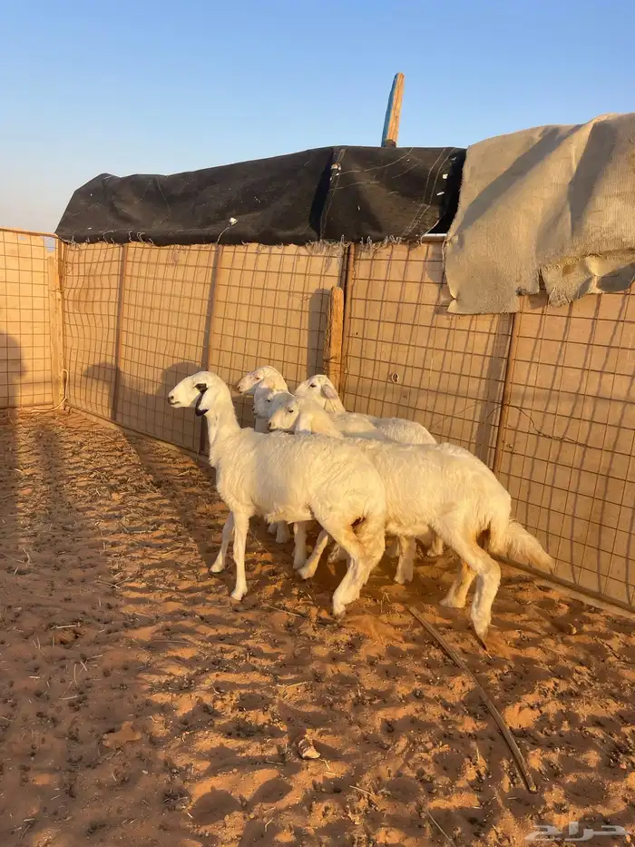 رخال حريات تم البيع الله يبارك لهم 0