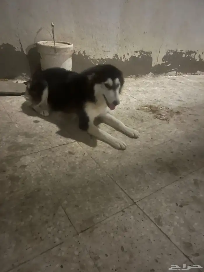 كلبين هاسكي ذكر وأنثى 6