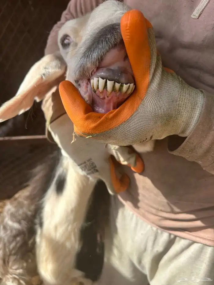 نجديه والد 1