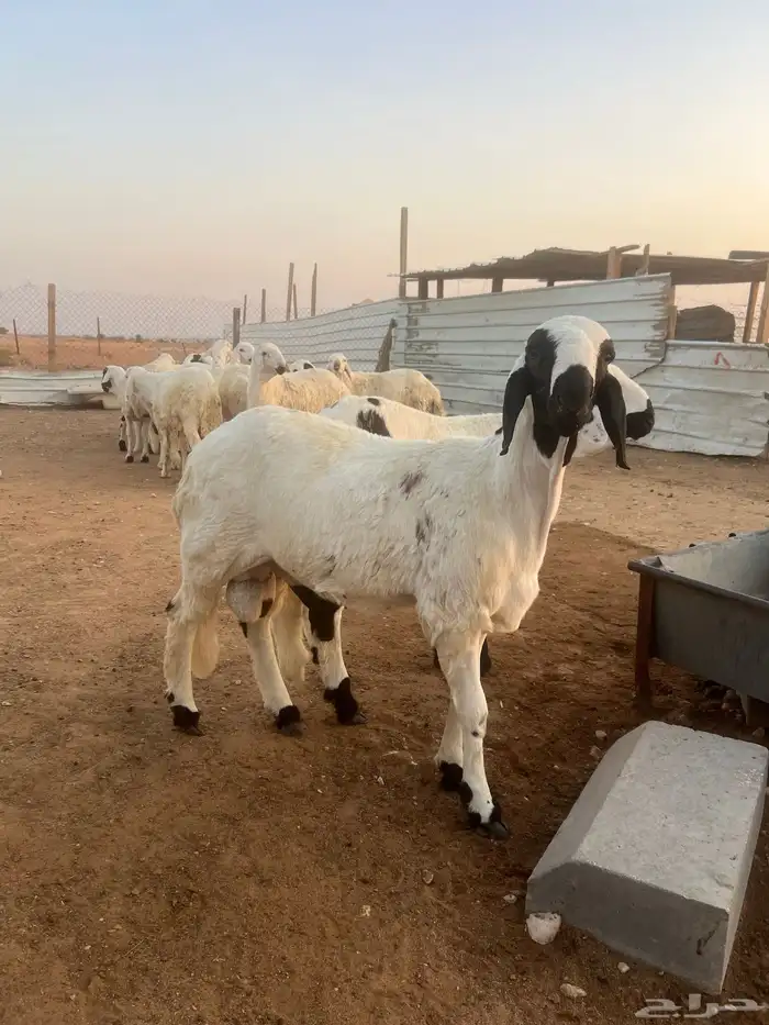 خرفان سواكن وتربيه اربعه شهور شحم وجبر ناهي 3