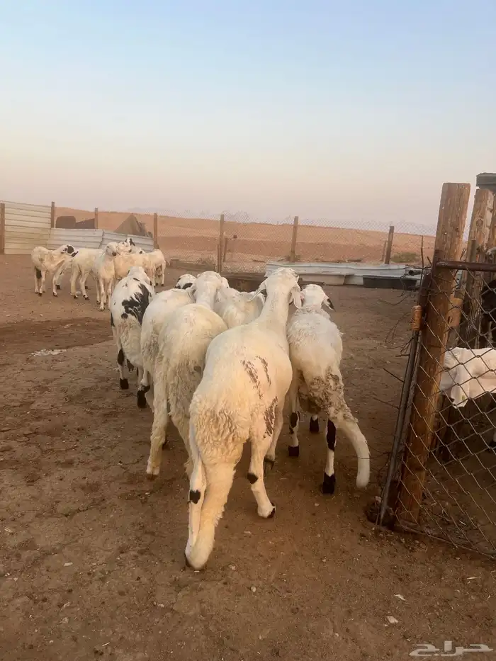 خرفان سواكن وتربيه اربعه شهور شحم وجبر ناهي 4
